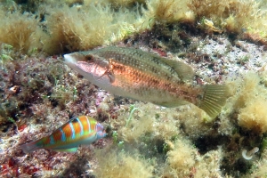 Symphodus roissali, Thalassoma pavo