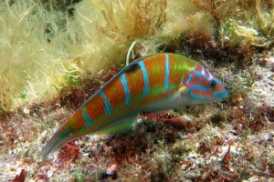 Thalassoma pavo