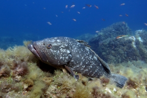 Epinephelus marginatus