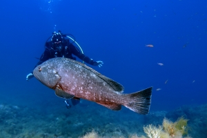 Epinephelus marginatus