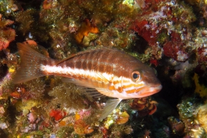 Serranus cabrilla