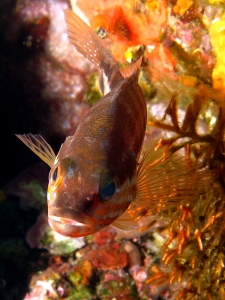 Serranus cabrilla