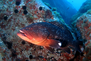 Epinephelus marginatus