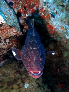 Epinephelus marginatus