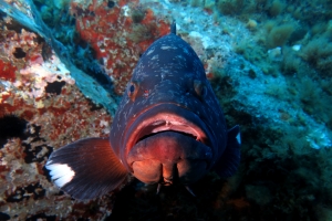 Epinephelus marginatus