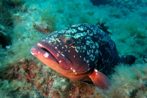 Epinephelus marginatus