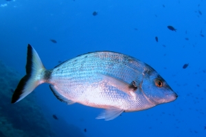 Diplodus puntazzo