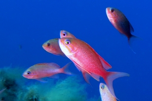 Anthias anthias