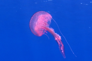 Pelagia noctiluca