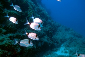 Diplodus vulgaris