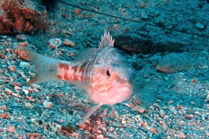 Serranus cabrilla