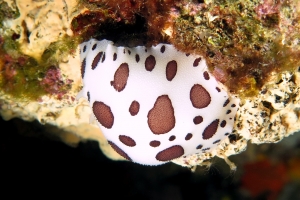 Peltodoris atromaculata