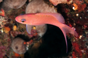 Anthias anthias