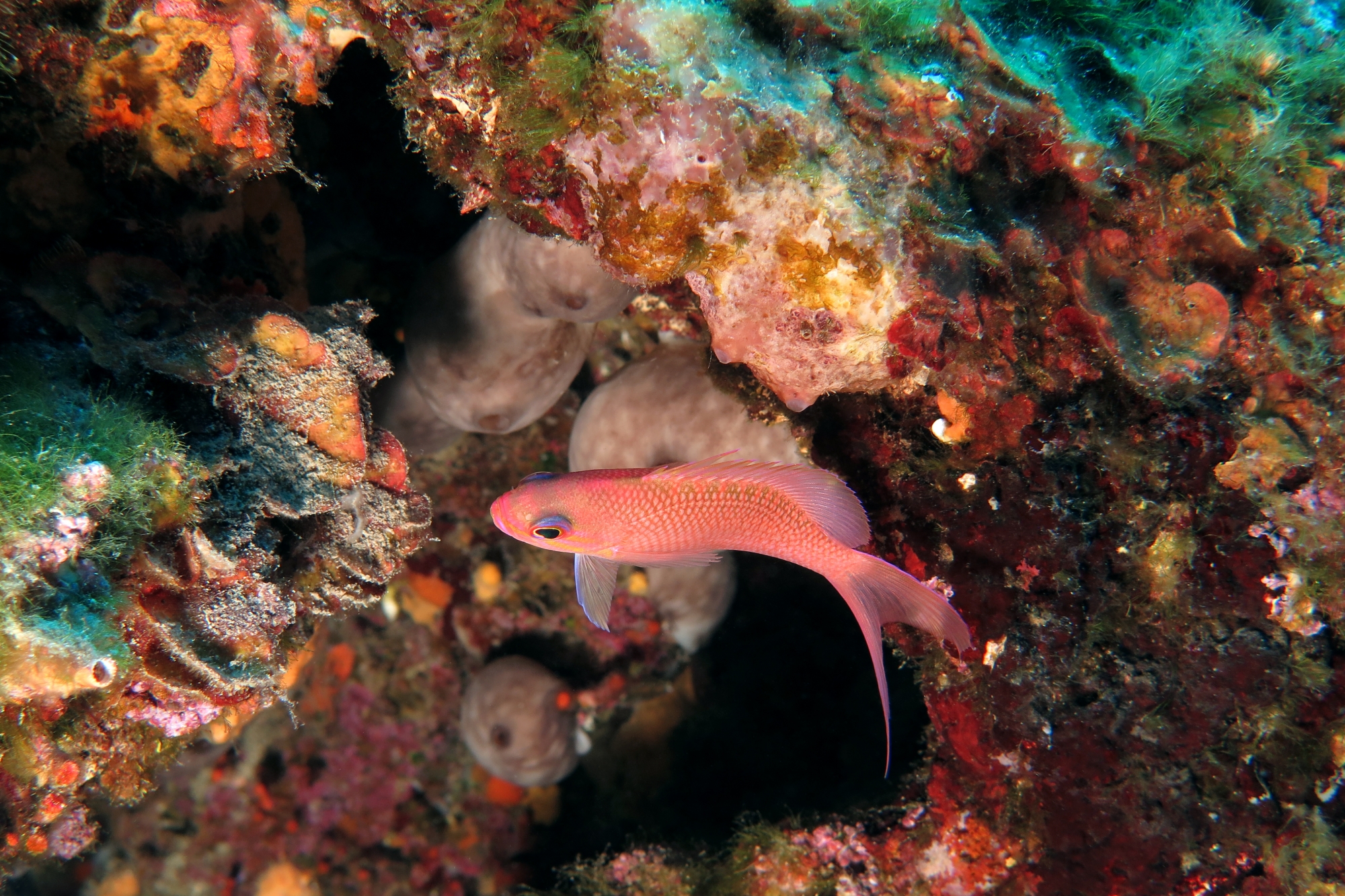 Anthias anthias