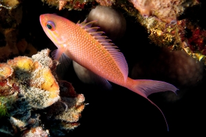 Anthias anthias