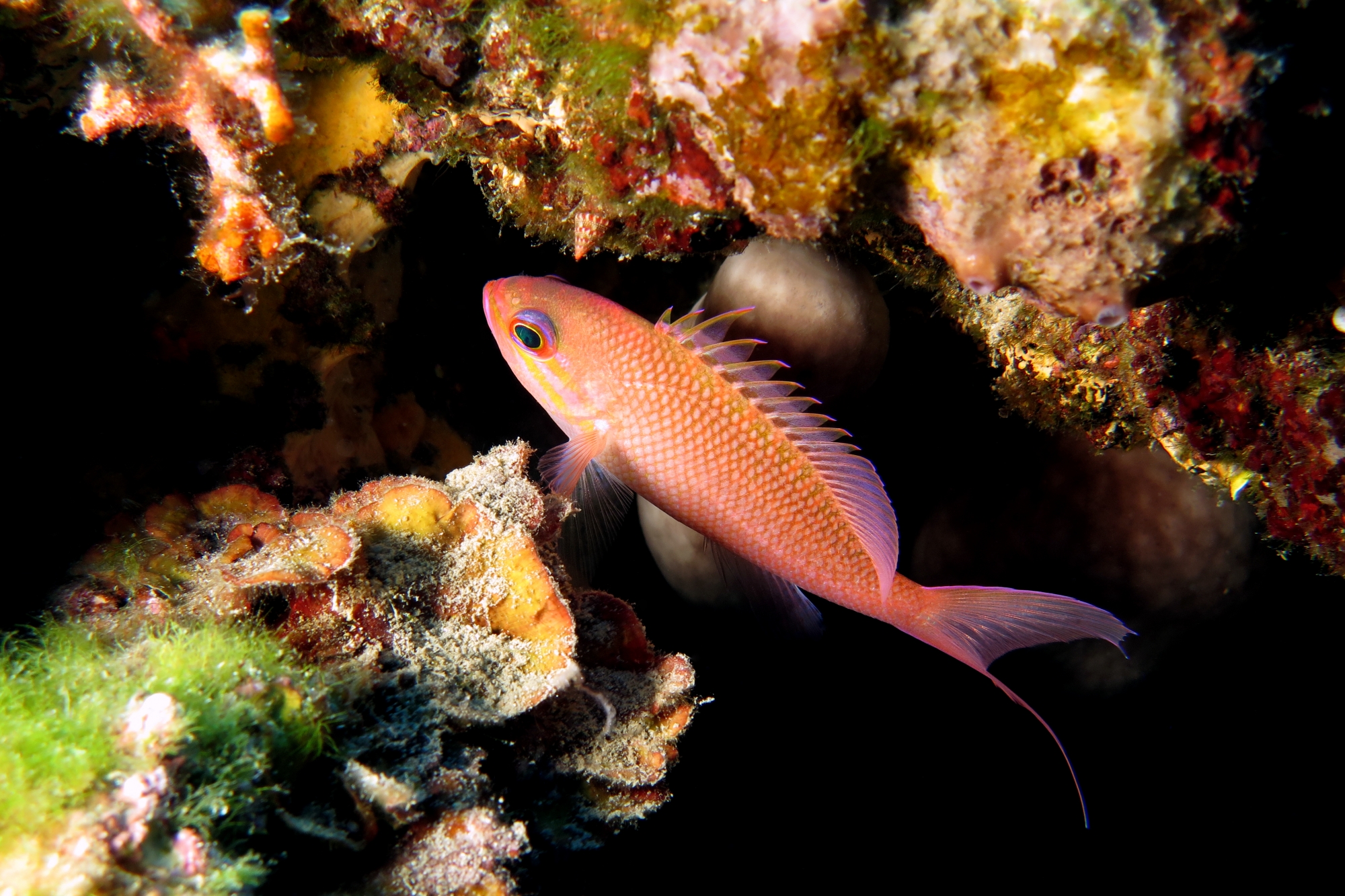 Anthias anthias