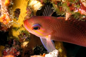 Anthias anthias