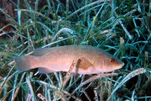 Labrus merula, Posidonia oceanica