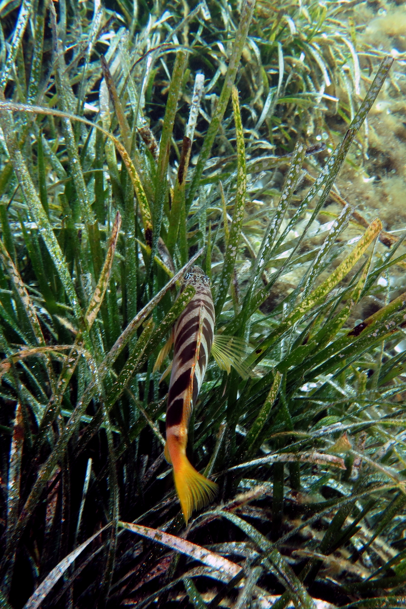 Serranus scriba