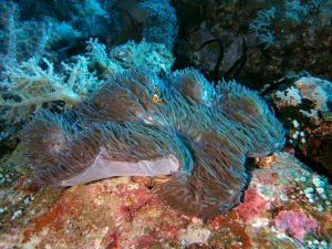 Amphiprion ocellaris, Heteractis magnifica