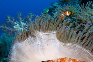 Amphiprion ocellaris, Heteractis magnifica