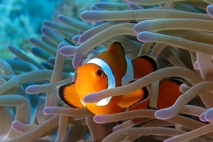 Amphiprion ocellaris, Heteractis magnifica