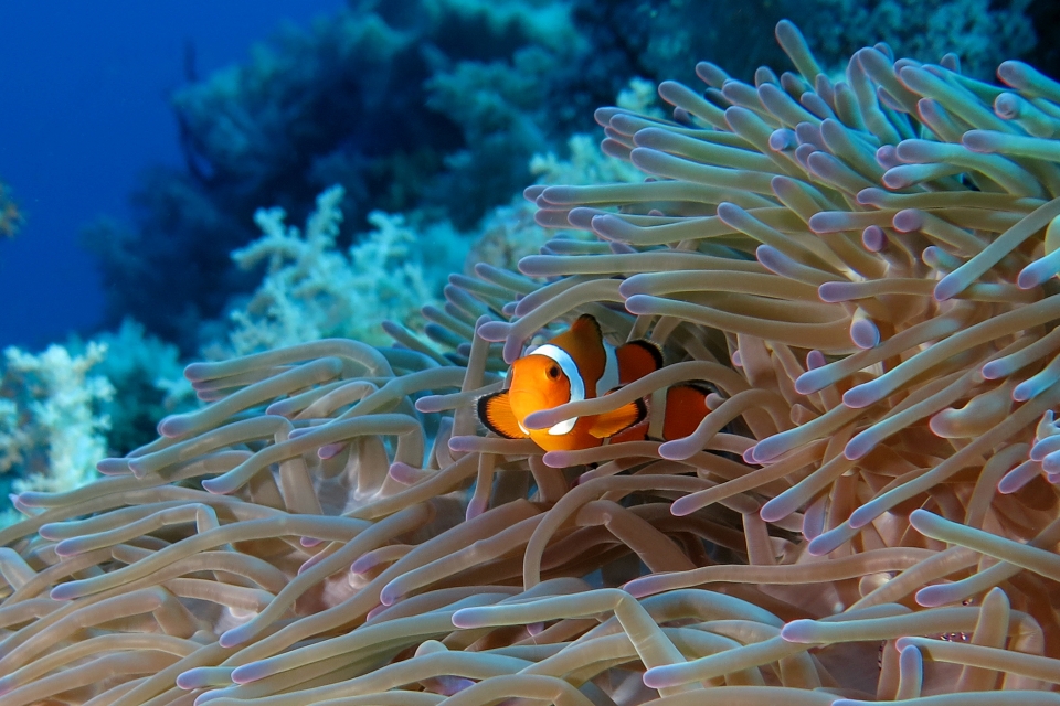 Amphiprion ocellaris, Heteractis magnifica