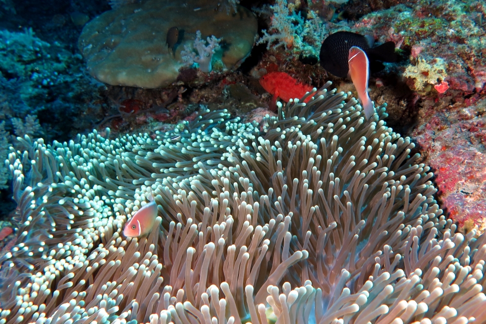 Amphiprion perideraion, Heteractis magnifica