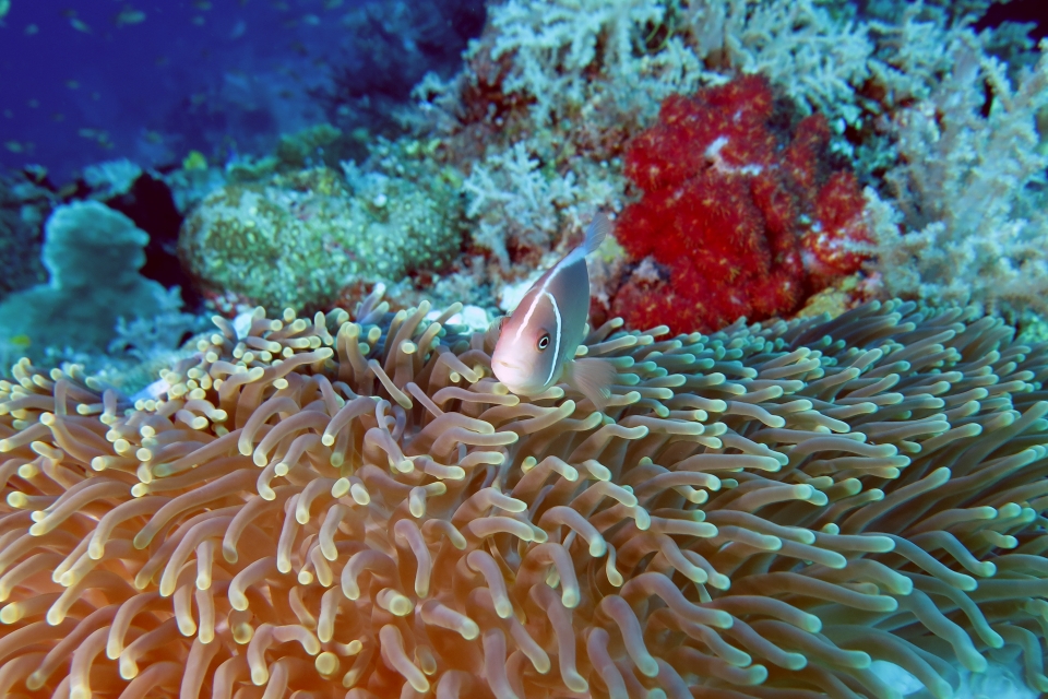 Amphiprion perideraion, Heteractis magnifica