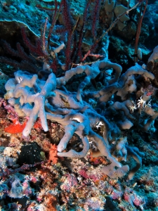 Callyspongia (Euplacella) sp.