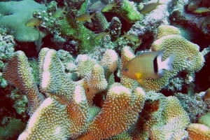 Plectroglyphidodon dickii, Pocillopora (eydouxi) grandis