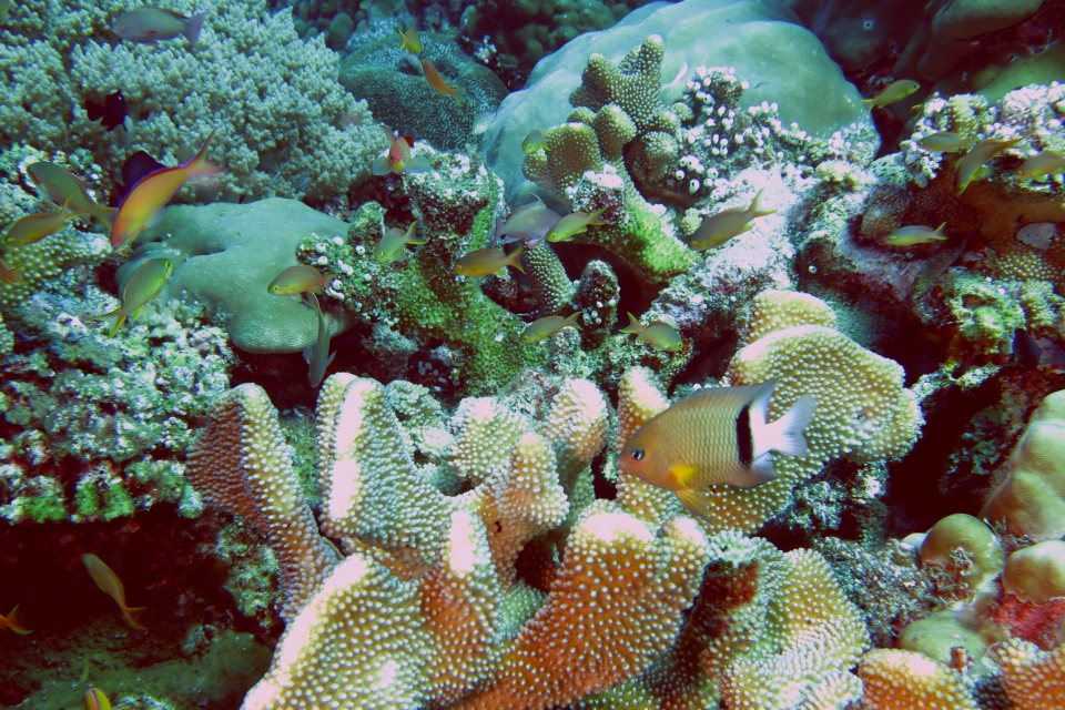 Plectroglyphidodon dickii, Pocillopora (eydouxi) grandis