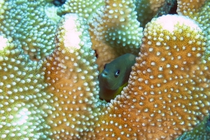 Plectroglyphidodon dickii, Pocillopora (eydouxi) grandis