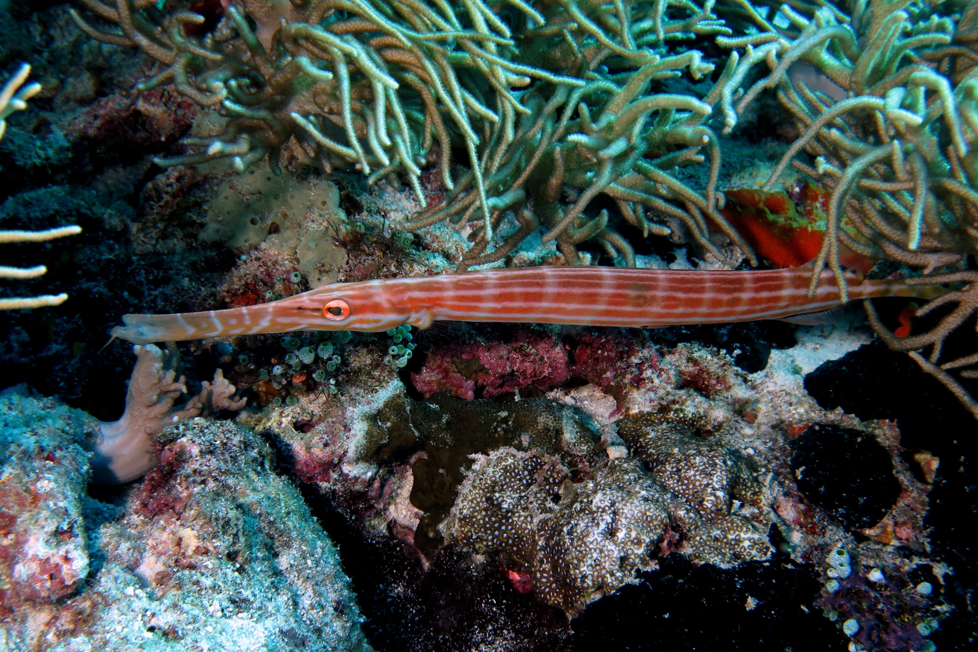 Aulostomus chinensis