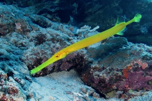 Aulostomus chinensis