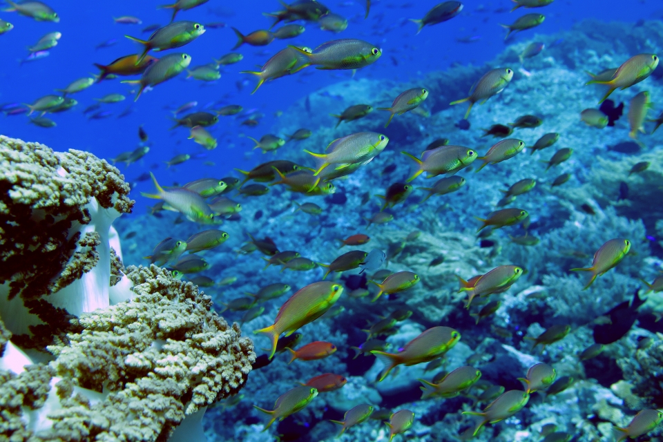 Pseudanthias ignitus