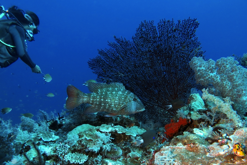 Lethrinus erythracanthus, Chromis caudalis