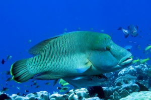 Cheilinus undulatus, Carangoides bajad