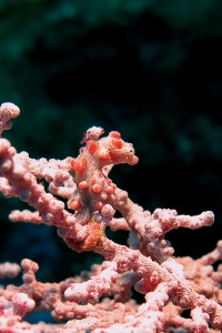 Hippocampus bargibanti, Gorgone Muricella