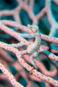 Hippocampus Denise, Muricella sp.