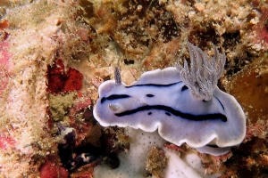 Chromodoris Willani