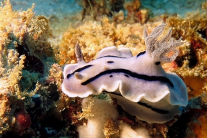 Chromodoris Willani