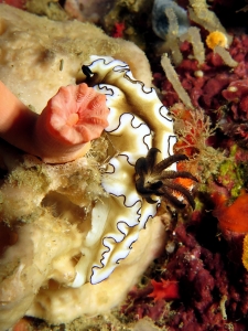 Doriprismatica (ou Glossodoris) atromarginata