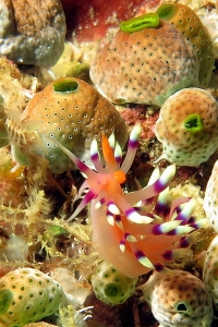 Flabellina exoptata, Didemnum molle