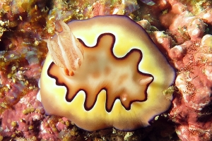 Goniobranchus coi, Doridicola agilis