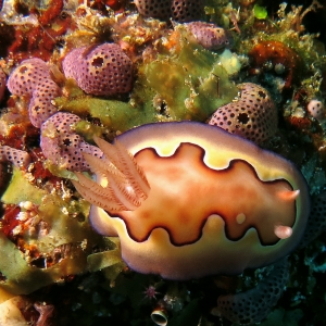 Goniobranchus (ou Chromodoris) coi, Didemnum sp.