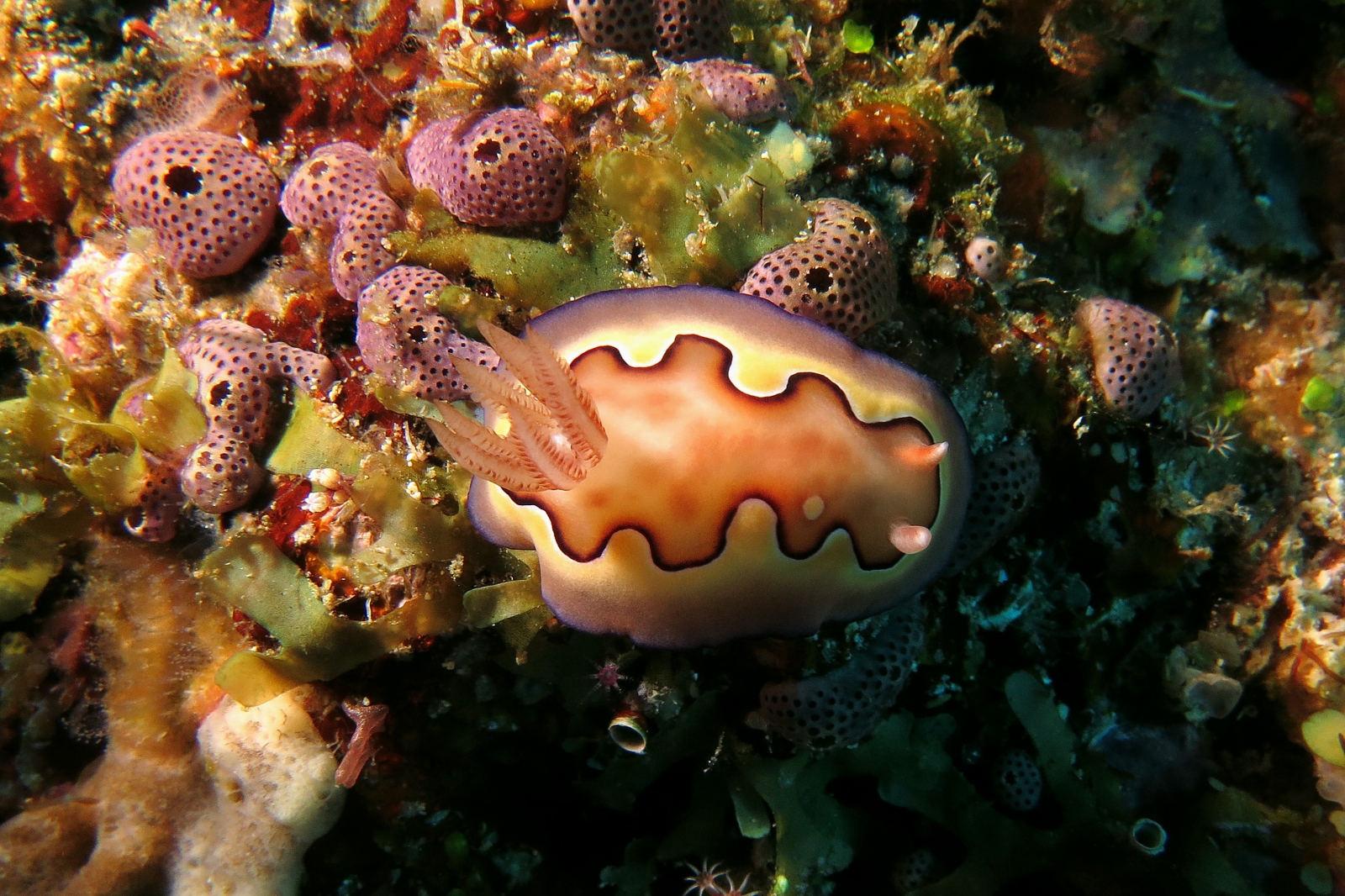 Goniobranchus (ou Chromodoris) coi, Didemnum sp.