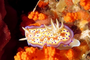 Goniobranchus (ou Chromodoris) kuniei