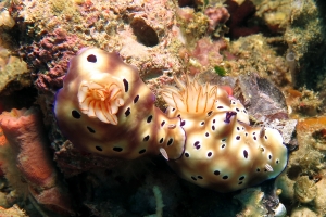 Hypselodoris (ou Risbecia) tryoni