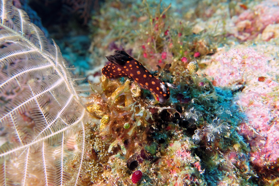 Nembrotha yonowae, Clavelina species